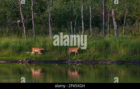 Weißschwanzaugen wandern entlang einer Küste im Norden von Wisconsin. Stockfoto