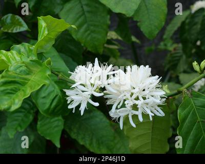 Robusta Kaffeeblüte auf Baumpflanze mit grünem Blatt mit schwarzer Farbe im Hintergrund. Blütenblätter und weiße Staubgefäße von blühenden Blumen Stockfoto