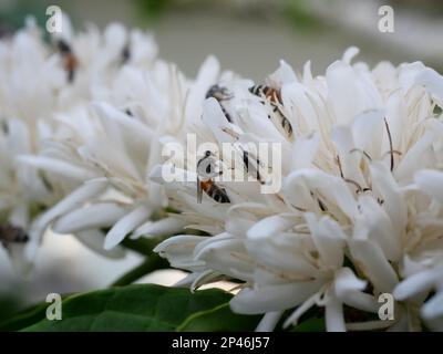 Gruppe roter Zwerg Honigbiene auf Robusta-Kaffeeblüte auf Baumpflanze mit grünem Blatt mit schwarzer Hintergrundfarbe Stockfoto