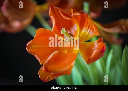 Tulpenblüte - blühende Tulpenblüten mit Stamen und Pistil und Stigma sichtbar Stockfoto