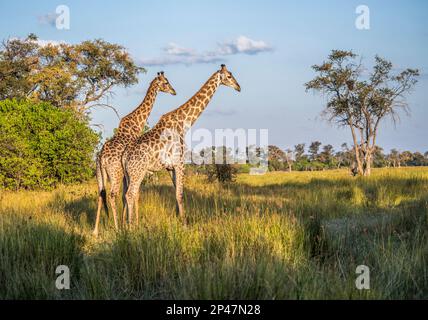 Afrika, Botswana, Okavango Delta. Zwei Giraffen stehen in der Savanne von Botswana. Stockfoto