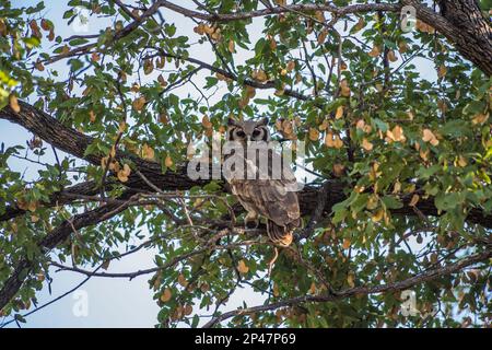 Afrika, Botswana, Okavango Delta. Eine riesige Adlereule in einem Baum in Botsuana. Stockfoto