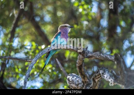 Afrika, Botswana, Okavango Delta. Ein lila-brastender Rollvogel auf einem Ast. Stockfoto