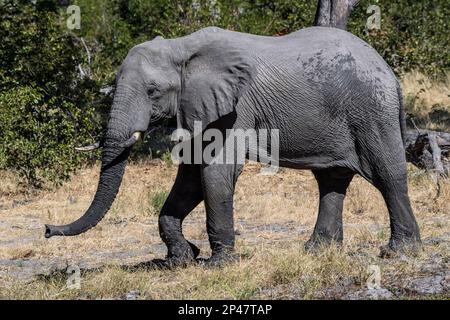 Afrika, Botswana, Okavango Delta. Ein junger Elefant auf der Savanne. Stockfoto
