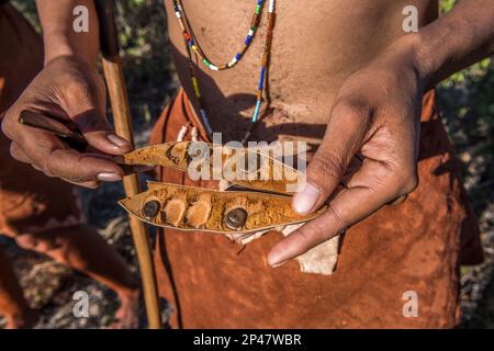 Afrika, Botswana, Kalahari Wüste. Beeren in den Händen eines älteren Stammesangehörigen des Jäger-Sammler-Volkes, Teil des San-Stammes. Stockfoto