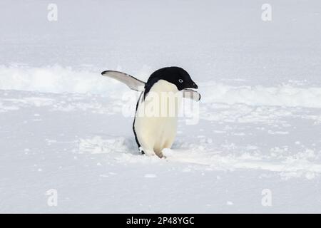 Adelie-Pinguin (Pygoscelis adeliae) auf der antarktischen Halbinsel. Im Schnee stehen. Flippers weit verteilt. Pinguinspuren im Schnee dahinter. Stockfoto