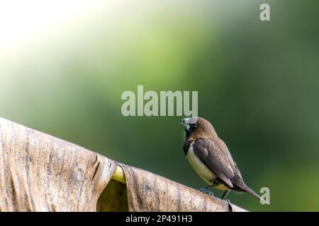 Ein Vogel des Typs Estrildidae Spatzen oder Estrildofinken, der an einem sonnigen Morgen auf einem Ast sitzt, Hintergrund in Form von verschwommenen grünen Blättern Stockfoto