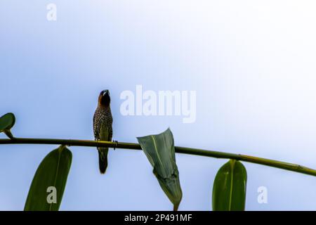 Ein Vogel des Typs Estrildidae Spatzen oder Estrildofinken, der an einem sonnigen Morgen auf einem Ast sitzt, Hintergrund in Form von verschwommenen grünen Blättern Stockfoto