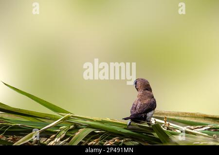 Ein Vogel des Typs Estrildidae Spatzen oder Estrildofinken, der an einem sonnigen Morgen auf einem Ast sitzt, Hintergrund in Form von verschwommenen grünen Blättern Stockfoto