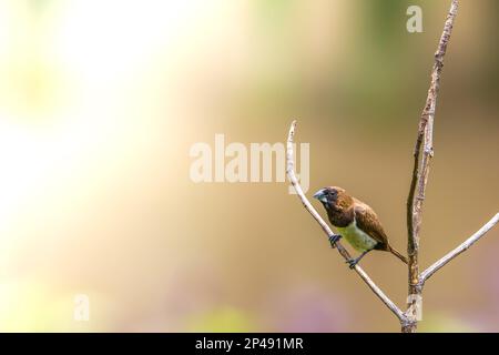 Ein Vogel des Typs Estrildidae Spatzen oder Estrildofinken, der an einem sonnigen Morgen auf einem Ast sitzt, Hintergrund in Form von verschwommenen grünen Blättern Stockfoto