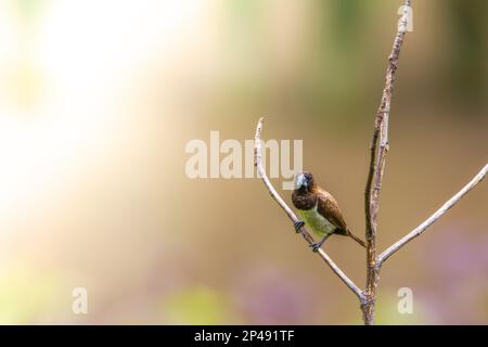 Ein Vogel des Typs Estrildidae Spatzen oder Estrildofinken, der an einem sonnigen Morgen auf einem Ast sitzt, Hintergrund in Form von verschwommenen grünen Blättern Stockfoto