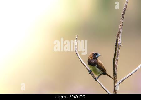 Ein Vogel des Typs Estrildidae Spatzen oder Estrildofinken, der an einem sonnigen Morgen auf einem Ast sitzt, Hintergrund in Form von verschwommenen grünen Blättern Stockfoto