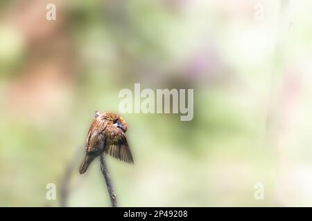 Ein Vogel des Typs Estrildidae Spatzen oder Estrildofinken, der an einem sonnigen Morgen auf einem Ast sitzt, Hintergrund in Form von verschwommenen grünen Blättern Stockfoto