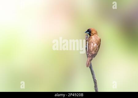 Ein Vogel des Typs Estrildidae Spatzen oder Estrildofinken, der an einem sonnigen Morgen auf einem Ast sitzt, Hintergrund in Form von verschwommenen grünen Blättern Stockfoto