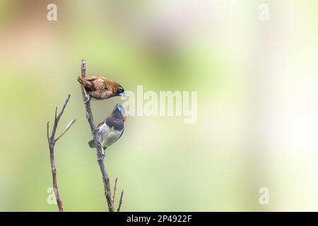 Zwei Vögel des Typs Estrildidae Sparrow oder Estrildofinken, die an einem sonnigen Morgen auf einem Ast sitzen, Hintergrund in Form von verwischten grünen Blättern Stockfoto