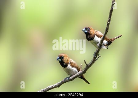 Zwei Vögel des Typs Estrildidae Sparrow oder Estrildofinken, die an einem sonnigen Morgen auf einem Ast sitzen, Hintergrund in Form von verwischten grünen Blättern Stockfoto