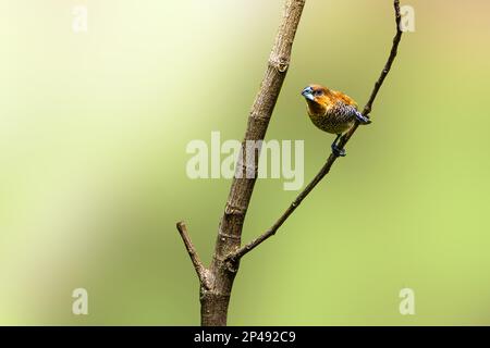 Ein Vogel des Typs Estrildidae Spatzen oder Estrildofinken, der an einem sonnigen Morgen auf einem Ast sitzt, Hintergrund in Form von verschwommenen grünen Blättern Stockfoto