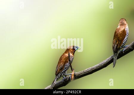 Zwei Vögel des Typs Estrildidae Sparrow oder Estrildofinken, die an einem sonnigen Morgen auf einem Ast sitzen, Hintergrund in Form von verwischten grünen Blättern Stockfoto