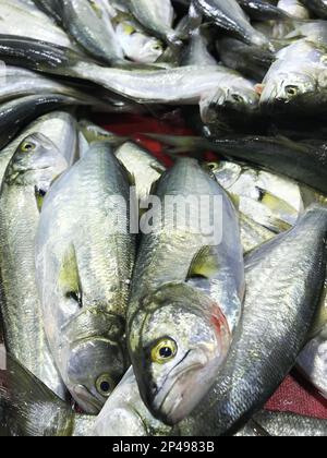 Roher Blaufisch (Türkisch: Lufer) auf der Fischtheke. Stockfoto