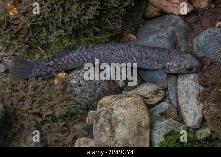 Klettern auf galaxias oder Koaro (Galaxias brevipinnis) ist ein in Aotearoa Neuseeland heimischer Süßwasserfisch, der in einem Waldstrom auf der Südinsel gesehen wird. Stockfoto