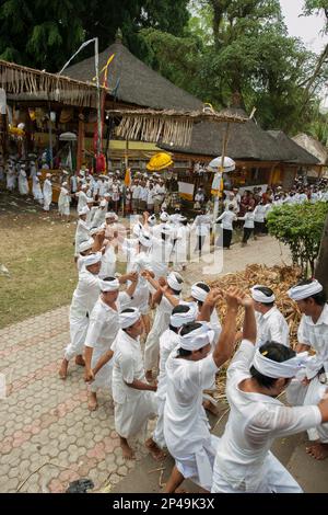 Männer, die Händchen in einer Prozession halten und sich auf den Kampf beim Siat-Sampian-Festival (Kokosnusskrieg), Pura Samuan Tiga, Ubud, Bali, Indonesien, vorbereiten Stockfoto