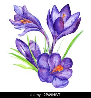 Aquarell handgezeichnete violette violette Krokusblume isolierte Kunst. Stockfoto