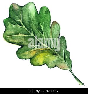 Aquarell Waldbaum grünes Eichenblatt isolierter Vektor. Stock Vektor