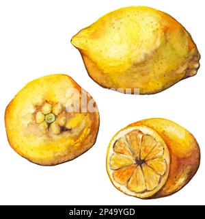 Aquarell Zitronengelb exotische Fruchtvektor isoliert. Stock Vektor