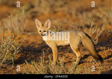 Ein Cape Fox (Vulpes chama) im frühen Morgenlicht, Kalahari Wüste, Südafrika Stockfoto