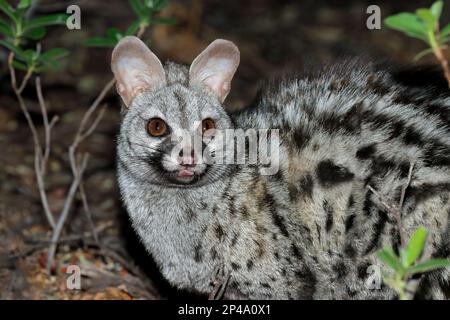 Porträt eines nächtlichen Grossfleckengenets (Genetta tigrina), Südafrika Stockfoto