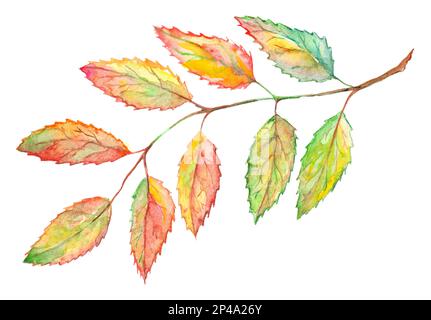 Aquarelle aschebeere Ast Botanisches Bild isoliert. Stockfoto