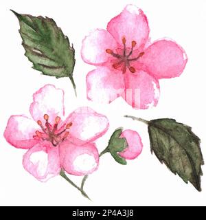 Aquarellrosa Kirschblüte Sakura isolierter Vektor. Stock Vektor