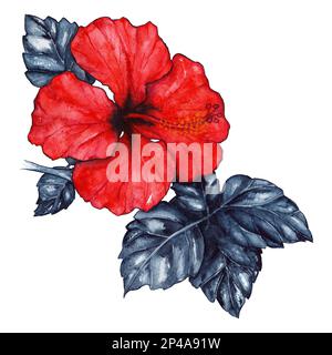 Aquarellrote Hibiskuskarkade tropische exotische Blumenpflanze isoliert. Stockfoto