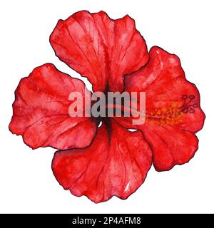 Aquarellrote Hibiskuskarkade tropische exotische Blumenpflanze isoliert. Stockfoto