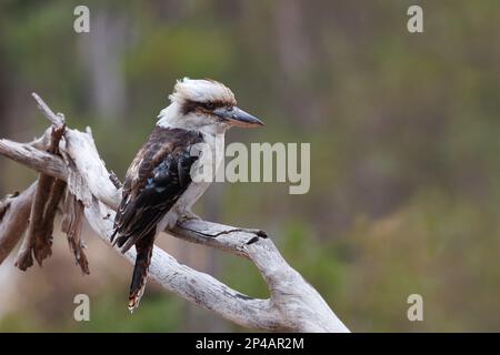 Ein Mann lacht Kookaburra sitzt auf einem Ast im Morgensonnenschein, Südaustralien, Australien, 1. März 2023, Lachender Kookaburra Stockfoto