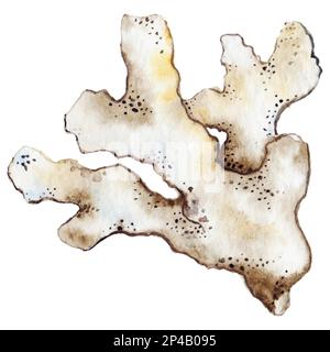 Aquarell Korallenriff Polyp Braun weiß Beige isolierter Vektor. Stock Vektor