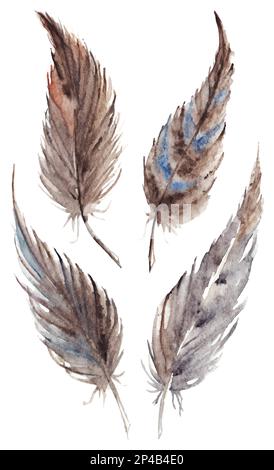 Aquarell braun grau grau Federset Vektor isoliert. Stock Vektor