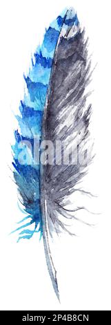 Aquarell Schwarz und Blau jay Federvektor isoliert. Stock Vektor