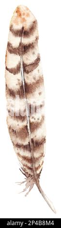 Aquarell Braun gestreift einzelner Federvektor isoliert. Stock Vektor