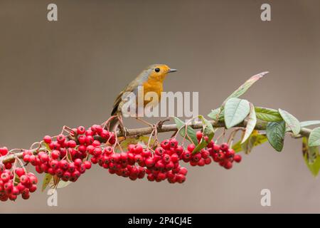 Europäisches Rotkehlchen Erithacus rubecula, Erwachsener hoch oben auf dem Kokosmastzweig mit Beeren, Suffolk, England, März Stockfoto