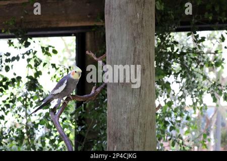 Männlicher Cockatiel (Nymphicus hollandicus) auf einem Baum in einem Zoo: (Pix Sanjiv Shukla) Stockfoto