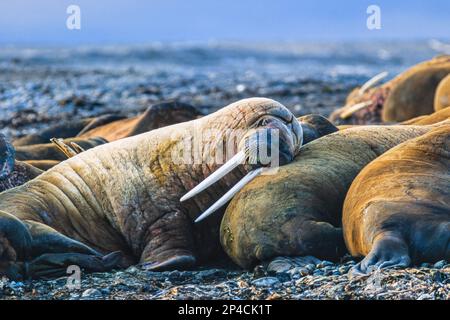 Schlafende Spaziergänge an einem Strand in der Arktis Stockfoto