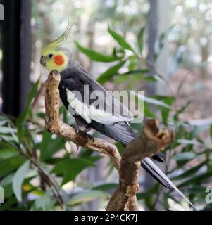 Männlicher Cockatiel (Nymphicus hollandicus) auf einem Baum in einem Zoo: (Pix Sanjiv Shukla) Stockfoto