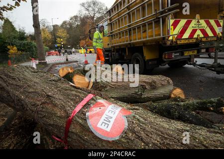 Aktenfoto vom 17.11/2016, mit einem Schild auf dem Baum, der von Bauunternehmern in der Rustlings Road, Sheffield, gefällt wurde. Eine unabhängige Untersuchung der Sheffield Street Trees Kontroverse wird am Montag berichten. Sir Mark Lowcocks Untersuchung der manchmal bizarren Ereignisse rund um das Fällen von Tausenden von Bäumen zwischen 2016 und 2018 wurde als „Wahrheitsmoment und Versöhnung“ für die Stadt bezeichnet. Das Fällen führte zu täglichen Konfrontationen zwischen Demonstranten und Auftragnehmern in einigen der grünsten Vororte der Mittelschicht der Stadt. Ausgabedatum: Montag, 6. März 2023. Stockfoto