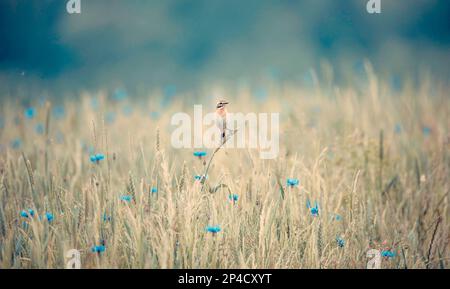 Whinchat Saxicola rubetra weiblich auf Gras sitzend, das beste Foto. Stockfoto