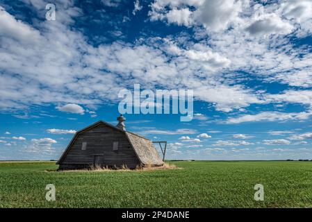 Eine verlassene Scheune, umgeben von einem Weizenfeld in den kanadischen Prärien in Saskatchewan Stockfoto