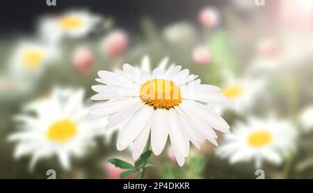 Wilde Kamillenblüten auf einer Wiese im sonnigen Frühlingshintergrund. Sommerszene mit Kamillenblüten in Sonnenstrahlen. Nahaufnahme oder Makro. A p Stockfoto