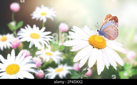 Wilde Kamillenblüten auf einer Wiese im sonnigen Frühlingshintergrund. Sommerszene mit Schmetterling- und Kamillenblüten in Sonnenstrahlen. Nahaufnahme Stockfoto