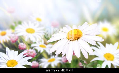 Wilde Kamillenblüten auf einer Wiese im sonnigen Frühlingshintergrund. Sommerszene mit Kamillenblüten in Sonnenstrahlen. Nahaufnahme oder Makro. A p Stockfoto