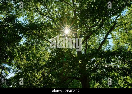 Im Sommer scheint die Sonne durch grüne Eichenblätter. Stockfoto